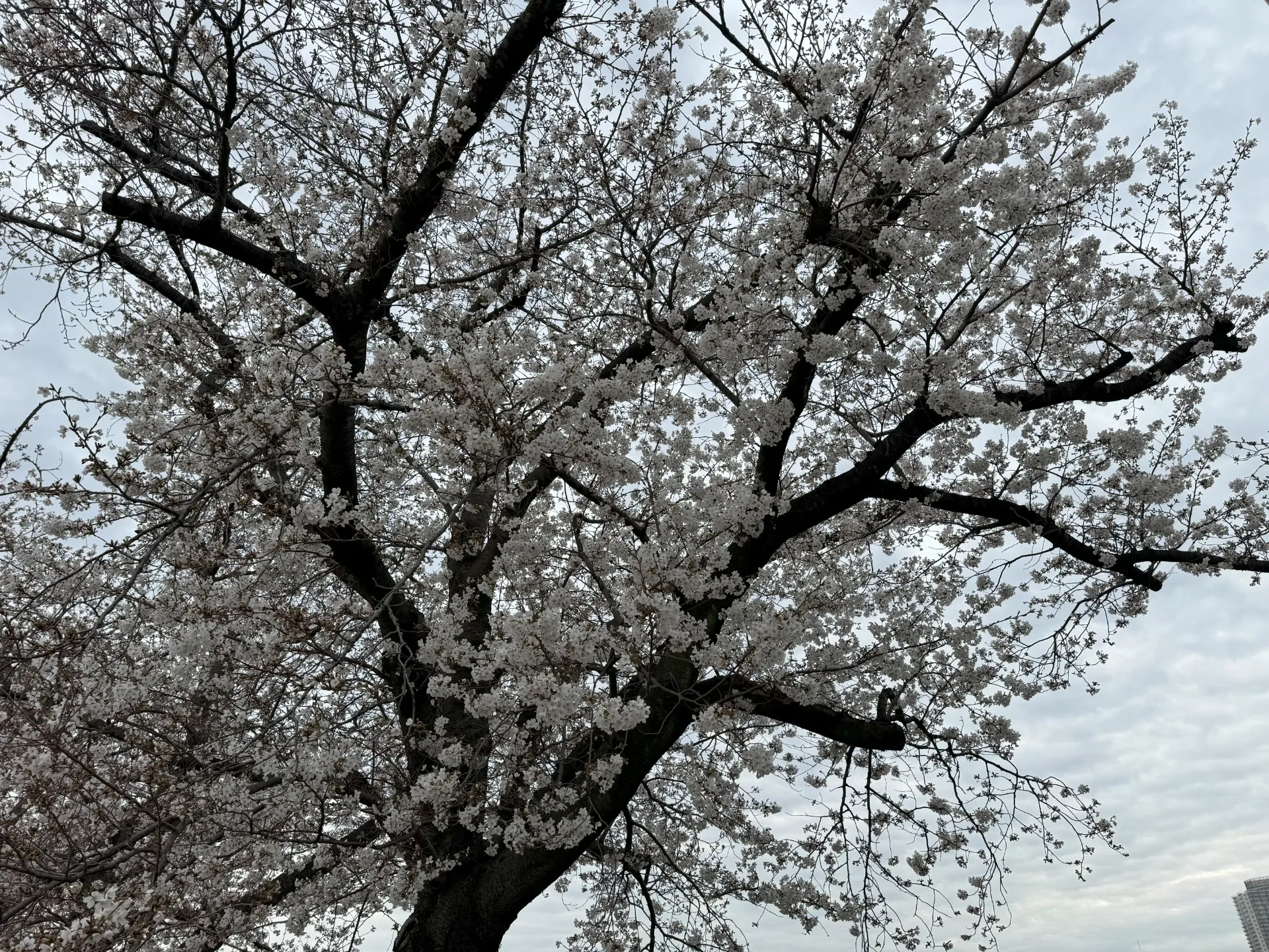 桜が満開です！